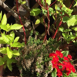 Jeden Tag eine Freude