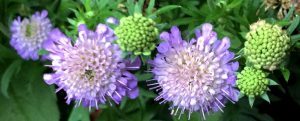 Knautia