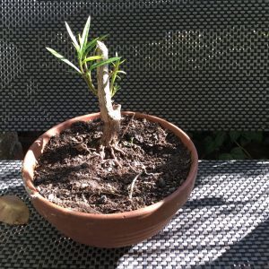 Ein Oleander-Bonsai